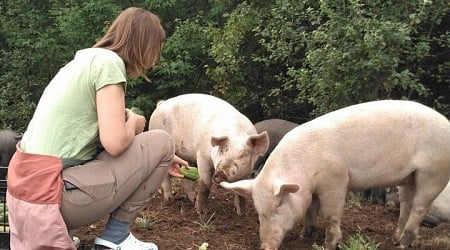 Attitudes such as distrust of government can cause swine farmers to resist animal biosecurity