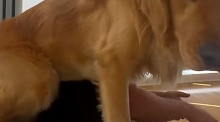 WATCH: This golden retriever does the most adorable thing to sit in between his owners