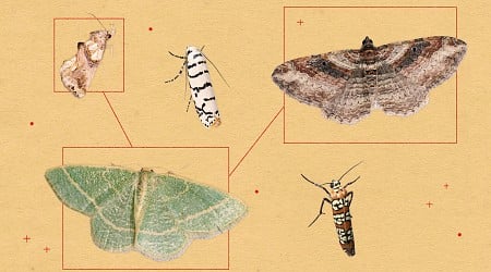 A Texas "Moth Man" Photographed 550 Species in His Own Yard