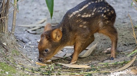 Tiny South American deer debuts at New York City zoo