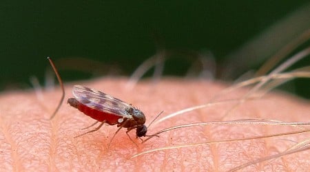 Oropouche virus health alert issued in Latin America