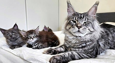 Giant Grumpy Maine Coon Cat Dad Meets His Delightfully Derpy Babies for the First Time (Video)