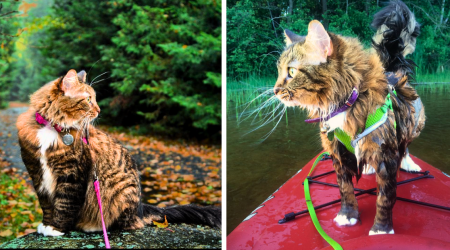 Mona the Maine Coon Cat Likes Camping in This Sunny Summery August