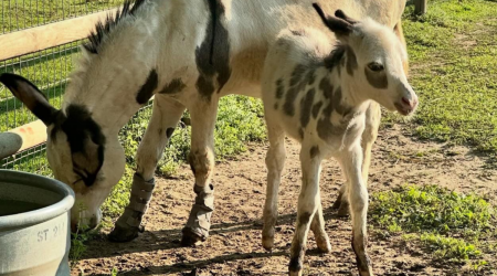 Dakota Zoo Welcomes New Baby Donkey with the Cutest Coloring Pattern