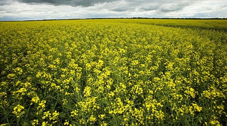 China to start anti-dumping probe into canola imports from Canada