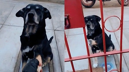 Imposible no llorar: la emotiva razón por la que este perrito visita con frecuencia una veterinaria