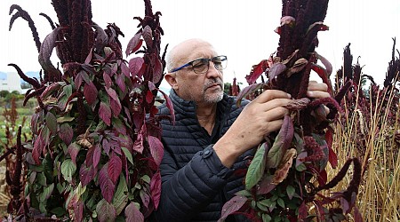 What Chocolate Secrets Lie In The Genes Of Ecuador’s Cocoa Crops?