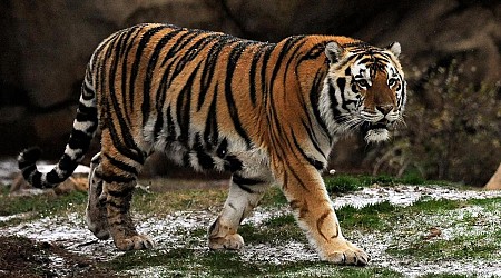 Louisiana governor wants to bring live tiger mascot back to LSU games despite veterinarians' safety concerns