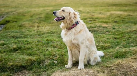 Pennsylvania Dog Saves Owner After 20-Foot Fall & Hip Injury