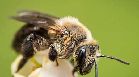 Volunteers record bee biodiversity and discover new species in Pennsylvania