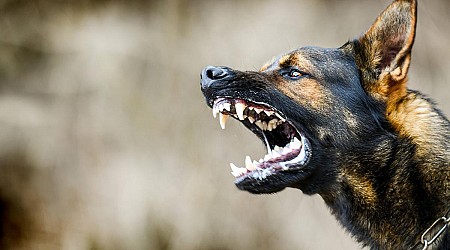 Summer of Fear: Dog Attacks Terrorize One Minnesota Town