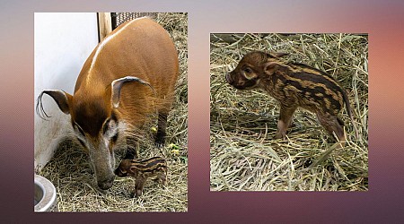 Cheyenne Mountain Zoo Red River hogs welcome new hoglet