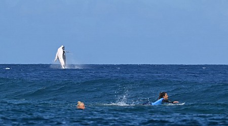 Humpback Whale Drops In on Olympic Surfing Finals in Tahiti