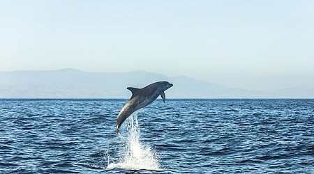 La escapada ideal de verano con niños: el tour de Cádiz para ver delfines y ballenas