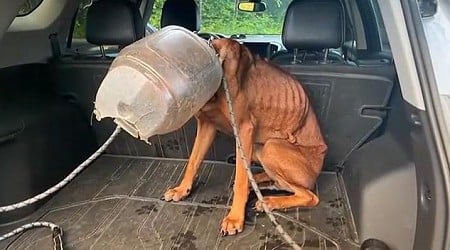 Dog named 'Buckethead' rescued from plastic container in Vermont