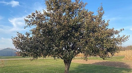 Mystery Apple Tree: What Kind Of Minnesota Apple Tree Is This?