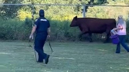 Police chase escaped cow for over two hours in Massachusetts city