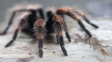 Creepy Tarantula Hair Serves a Surprising Evolutionary Purpose, Study Suggests