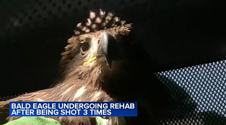 Baby bald eagle recovering after found shot multiple times in Pennsylvania