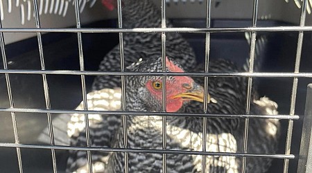 Mystery chickens found wandering loose in Wisconsin neighborhood