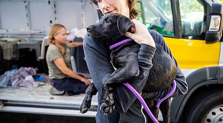 PAWS Chicago rescues dogs, puppies and cats from closing shelter