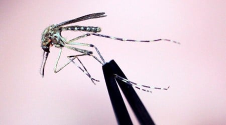 Rare, deadly mosquito disease prompts warnings across region