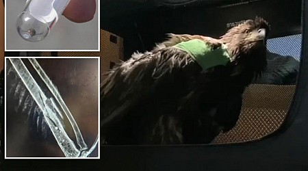 Baby bald eagle recovering after found shot multiple times in PA