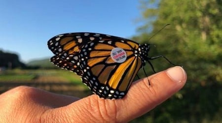 Where have N.H.'s monarch butterflies gone?