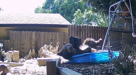 Bear takes dip in California family's kiddie pool