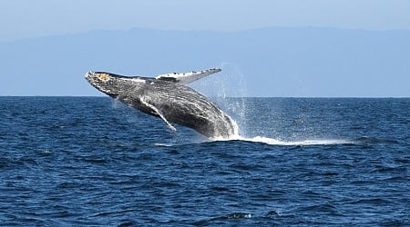 California to get first new national marine sanctuary in 32 years, banning offshore oil drilling along more than 100 miles of coastline