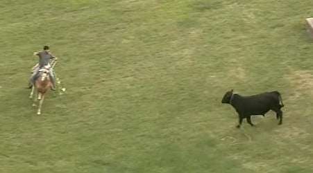 Loose bull sparks impromptu rodeo in Illinois neighborhood