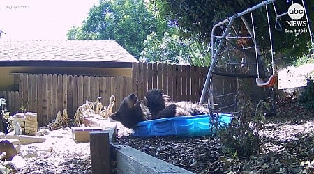 WATCH: California bear cools off in backyard wading pool