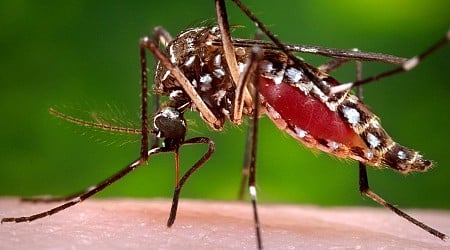 Are Mosquito-Borne Viruses Becoming More Common and Severe? A Clinical Virologist Explains