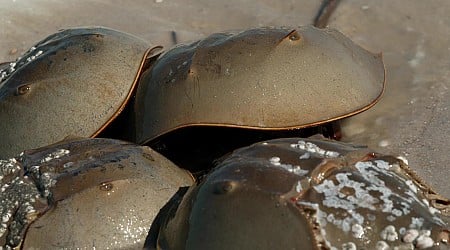 Horseshoe crabs: Ancient creatures who are a medical marvel