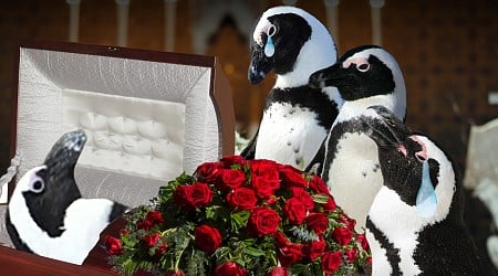 Mr. Greedy, Penguin with More than 200 Offspring, Dead at 33