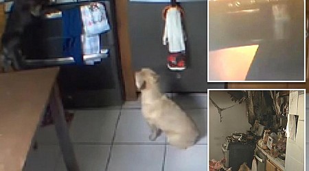 Wild video shows moment an Ohio family's 'fat and hungry' dog sets kitchen on fire