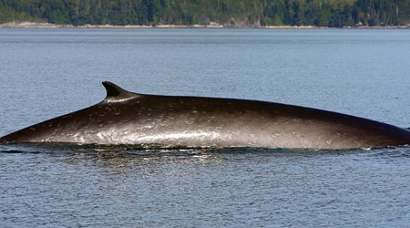 Dead fin whale found in Prince Rupert Harbour