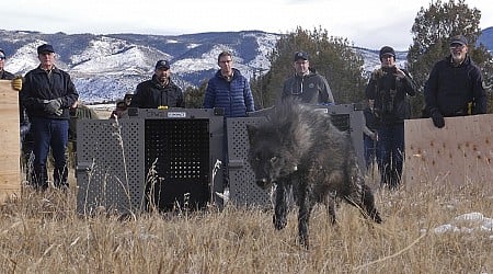 Wolf pack blamed in Colorado livestock attacks is captured and will be relocated