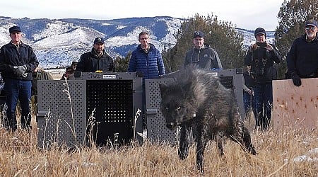 Wolf pack blamed in Colorado livestock attacks is captured and will be relocated