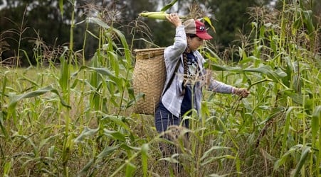 Spring rains destroyed a harvest important to the Oneida people. Farmers are working to adapt