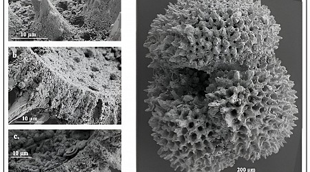 Microscopic fossilized shells reveal ancient climate change patterns