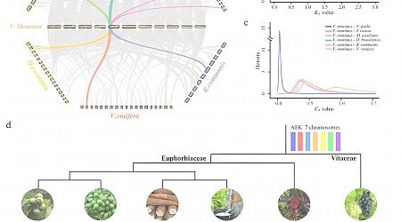 Vernicia montana's genome unearths new breeding horizons