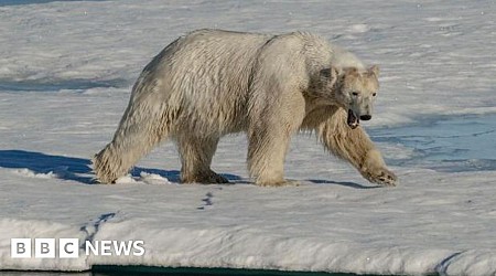 Two polar bears kill Canadian worker in rare attack