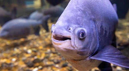 Invasive pacu, part of the piranha family, was found in Lake Meredith in Texas Panhandle