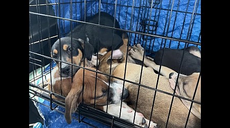 WATCH: Buffalo doctor flies plane hundreds of miles to rescue puppies