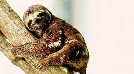 What Is Sloth Fever? Here's What to Know About the Potentially Deadly Virus Spreading to the United States