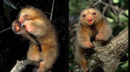 Silky anteater: The tiny, boxing ball of fur