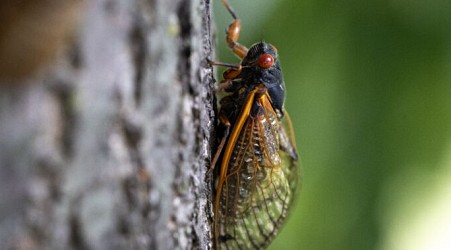 Explosion of cicada-eating mites has the state of Illinois scratching