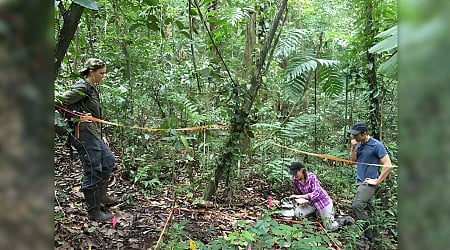 Tropical forests face increased soil carbon loss due to climate change