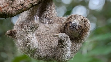 What is sloth fever? Oropouche virus explained